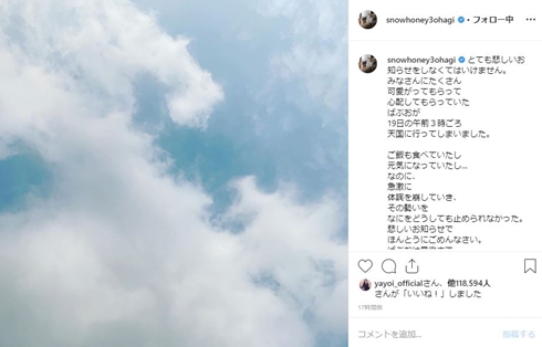 石田ゆり子 ばぶお 猫 どうなった 逝去