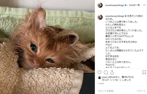 石田ゆり子 ばぶお 猫 どうなった 逝去