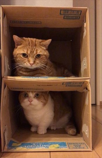 茶太郎きなこの短足日記