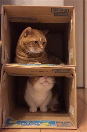 茶太郎きなこの短足日記