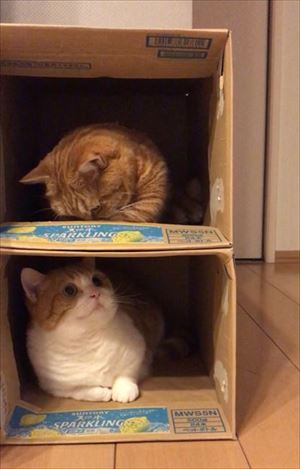 茶太郎きなこの短足日記