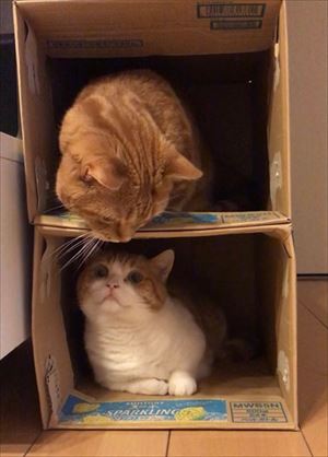 茶太郎きなこの短足日記