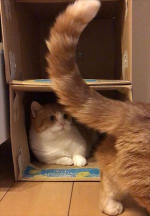 茶太郎きなこの短足日記