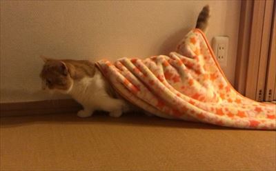 茶太郎きなこの短足日記