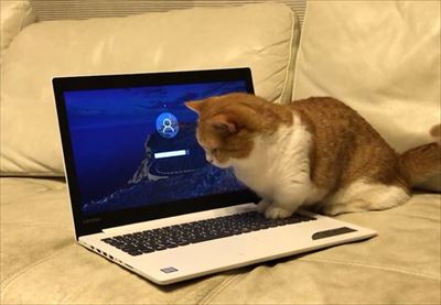 茶太郎きなこの短足日記