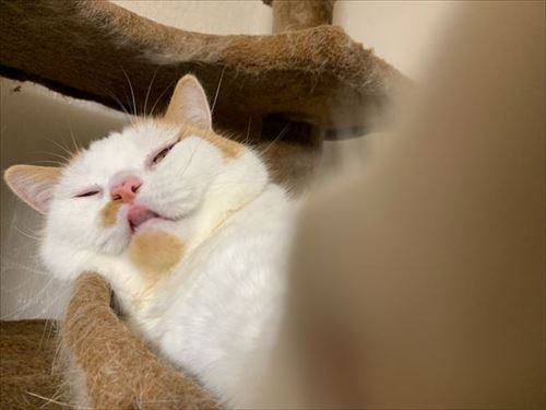 マンチカンズと仲間たち