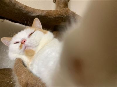 マンチカンズと仲間たち