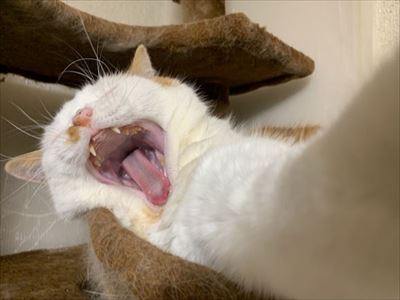 マンチカンズと仲間たち