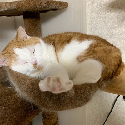 マンチカンズと仲間たち