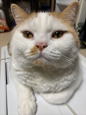 マンチカンズと仲間たち