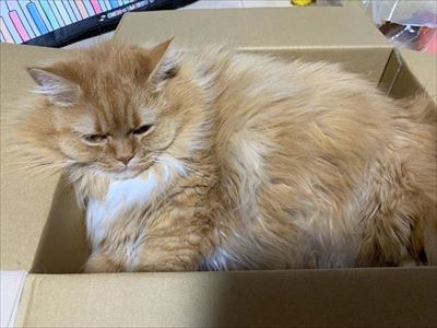 マンチカンズと仲間たち