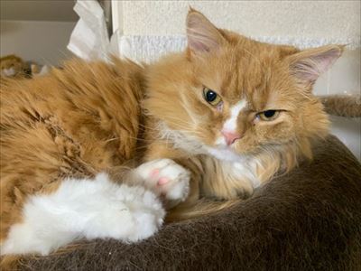 マンチカンズと仲間たち