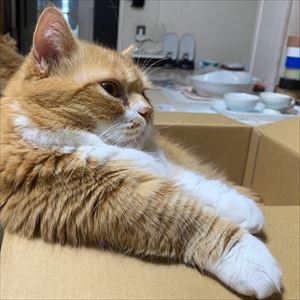 マンチカンズと仲間たち