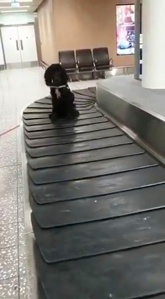 ベルトコンベヤーで遊ぶ麻薬探知犬
