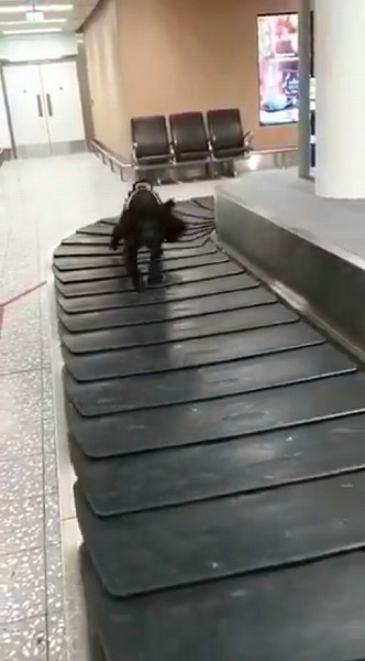 ベルトコンベヤーで遊ぶ麻薬探知犬