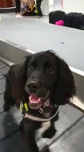 ベルトコンベヤーで遊ぶ麻薬探知犬