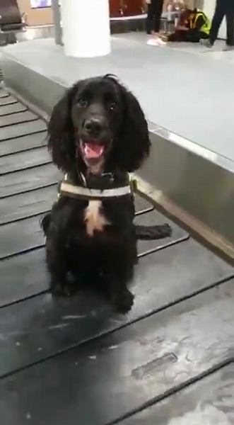 ベルトコンベヤーで遊ぶ麻薬探知犬