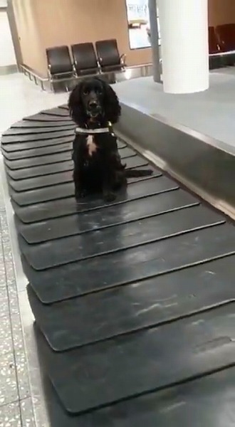 ベルトコンベヤーで遊ぶ麻薬探知犬