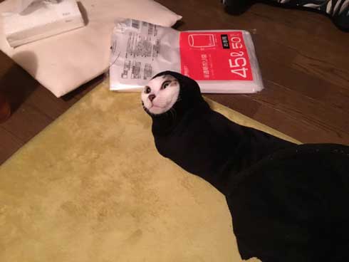 袖 ハマる 詰まる 猫 コマリ カオナシ かわいい