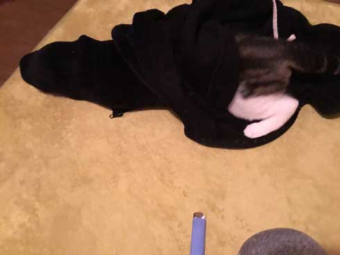 袖 ハマる 詰まる 猫 コマリ カオナシ かわいい