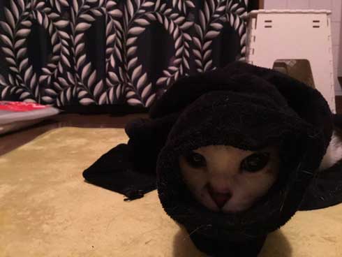 袖 ハマる 詰まる 猫 コマリ カオナシ かわいい