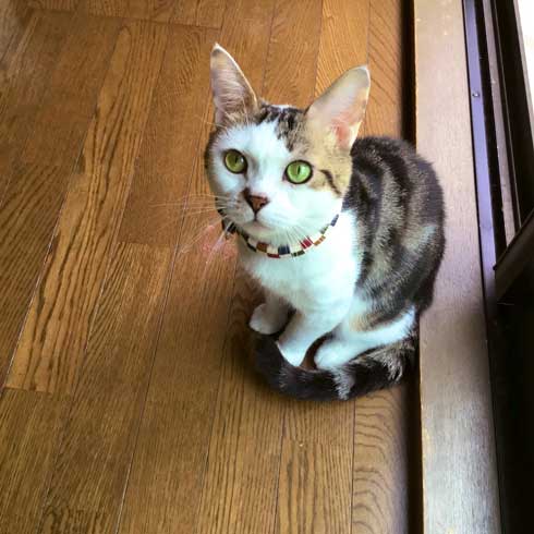 袖 ハマる 詰まる 猫 コマリ カオナシ かわいい