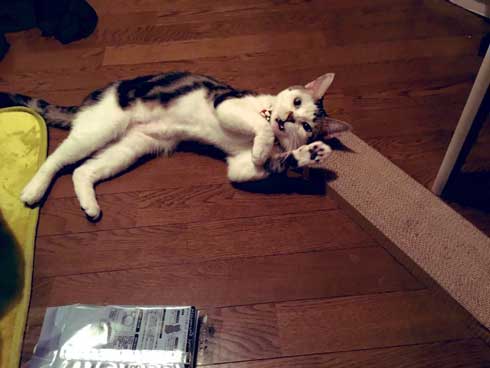 袖 ハマる 詰まる 猫 コマリ カオナシ かわいい