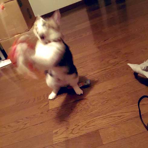 袖 ハマる 詰まる 猫 コマリ カオナシ かわいい