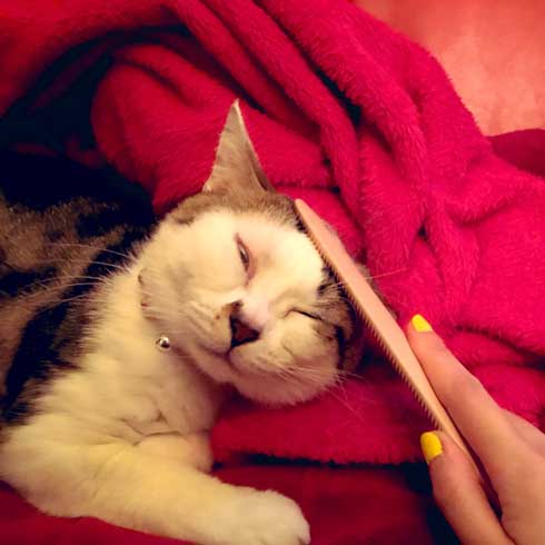 袖 ハマる 詰まる 猫 コマリ カオナシ かわいい