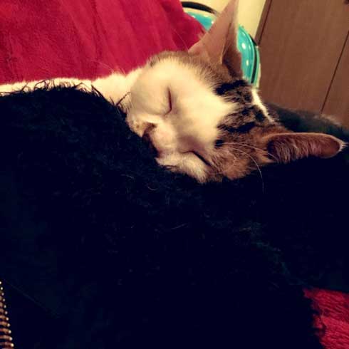 袖 ハマる 詰まる 猫 コマリ カオナシ かわいい