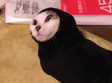 袖 ハマる 詰まる 猫 コマリ カオナシ かわいい