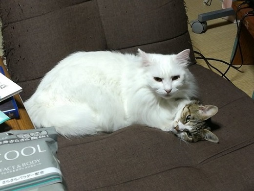 猫 謎の状態