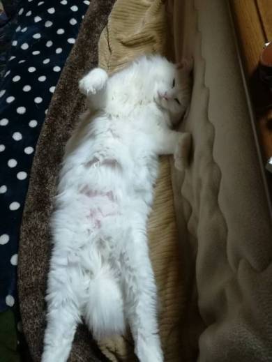 猫 謎の状態