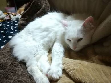猫 謎の状態