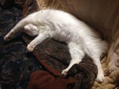 猫 謎の状態