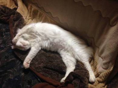 猫 謎の状態