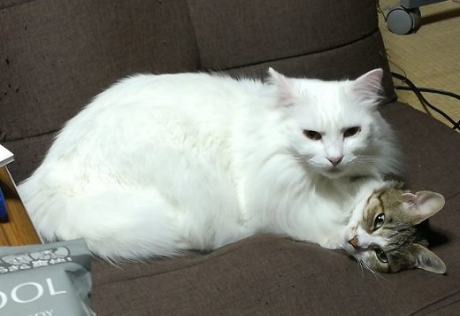 猫 謎の状態