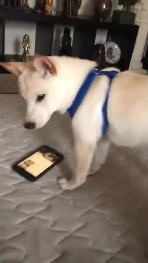 スマホvs.わんこ