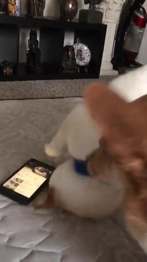 スマホvs.わんこ