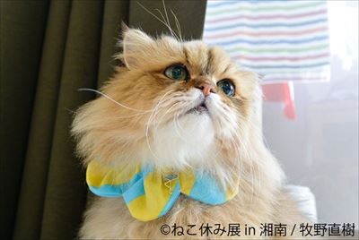 ねこ休み展 湘南