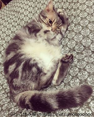 ねこ休み展 湘南