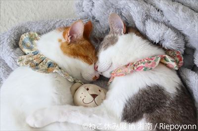 ねこ休み展 湘南