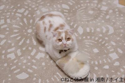 ねこ休み展 湘南