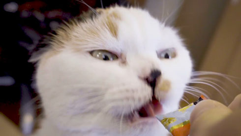 流しそうめんギター