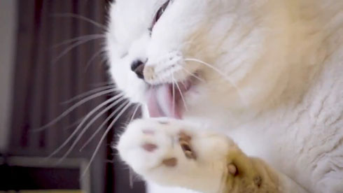 流しそうめんギター