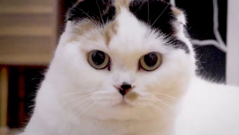 流しそうめんギター