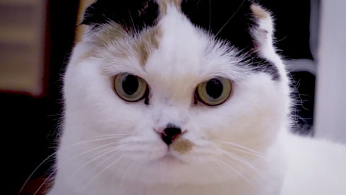 流しそうめんギター