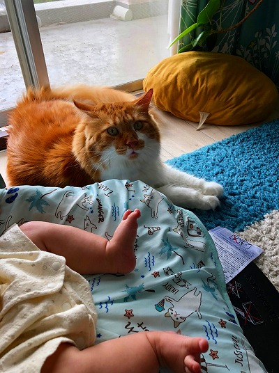 子守をする3匹の猫