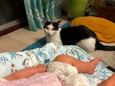 子守をする3匹の猫