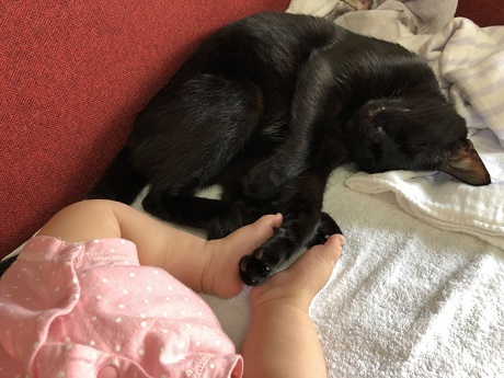 子守をする3匹の猫